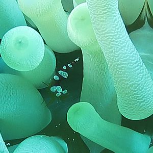 Hiding in anemone