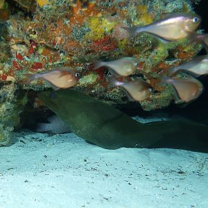 Large Moray resting