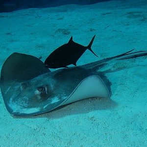 Stingray with escort