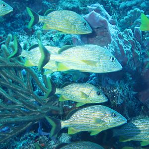 Reef guards