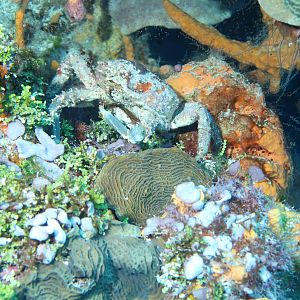 Caribbean King Crab
