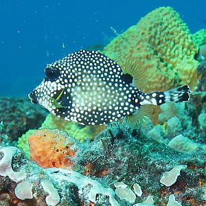 cute spots