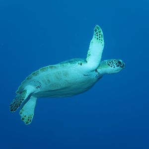 graceful swimmer