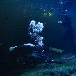 Strange Bedfellows-1