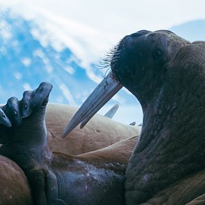 Portrait Of A Walrus-1
