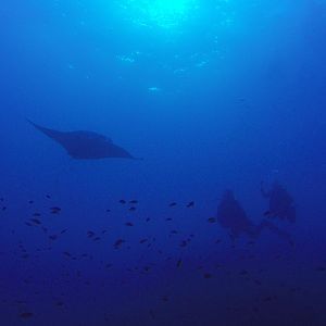 3 Manta On Flower Garden Banks