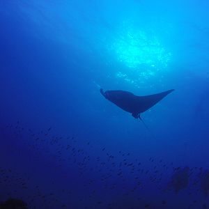 4 Manta On Flower Garden Banks