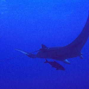 5 Manta On Flower Garden Banks