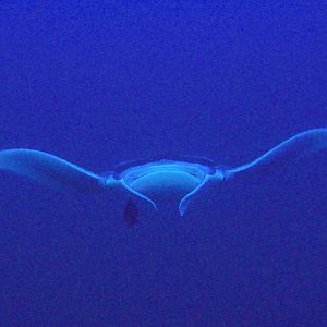 6 Manta On Flower Garden Banks