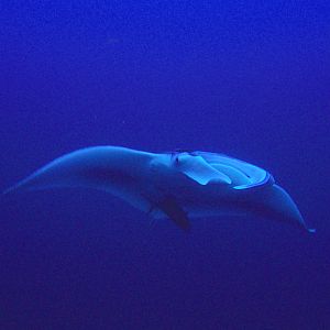 7 Manta On Flower Garden Banks