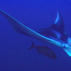8 Manta On Flower Garden Banks
