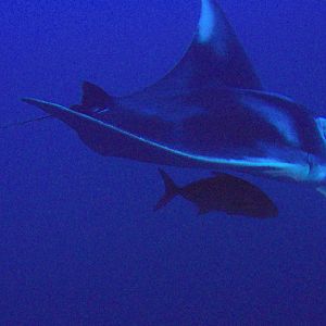 9 Manta On Flower Garden Banks