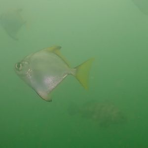 fingerfish