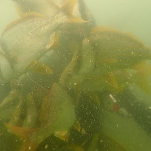 feeding frenzy