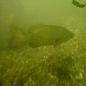 Haulin' bass downstream