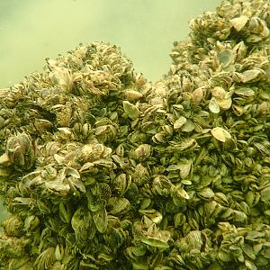 Zebra mussels