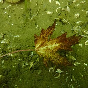 a most Canadian u/w shot