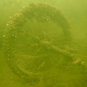 musseling in