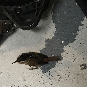 Stowaway