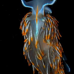 Glowing Nudi - DivingDoug