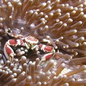 Porcelain Crab - Sushi Boy