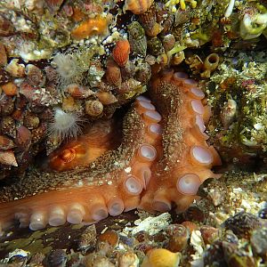 Pretty Octo - DivingDoug