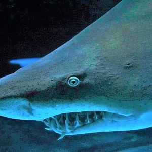 Sand Tiger Shark, Roanoke - PegLeg