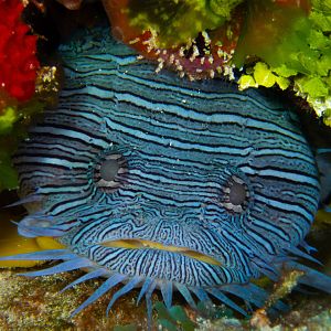 Splendid Toadfish - Seaagg05