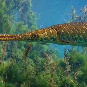 Gar Close Up December 2018