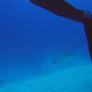 2 - Bullshark And Leg