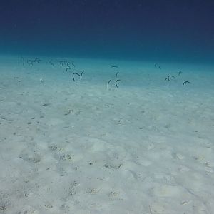 Garden Eels