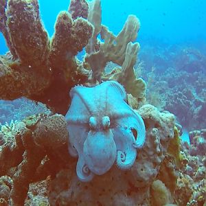 Octopus 2