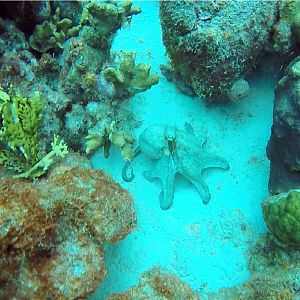 Octopus 3