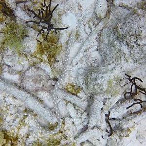 Snake Eel