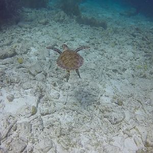 Turtle