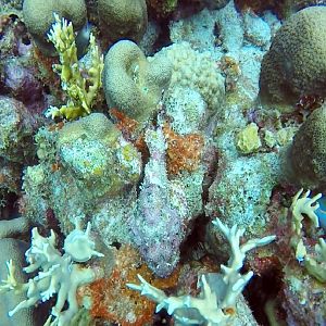 Scorpian Fish And Parrot Fish