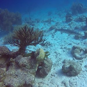 Eel And Baracuda