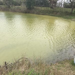 New PADI specialty - pollen diving