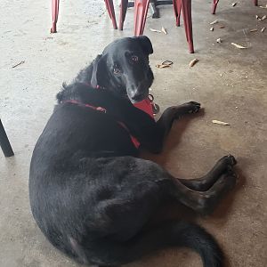 Gratuitous puppy pic of Ellie hanging out with us at Railyard