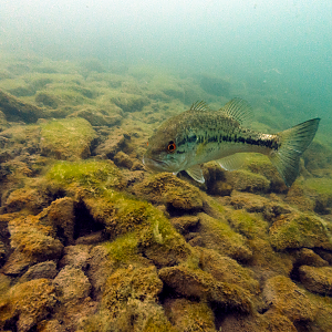 Frisky Bass - CAnyon Lake