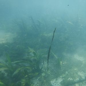 Comal River Plants 01