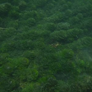 Literally A Small Lobster