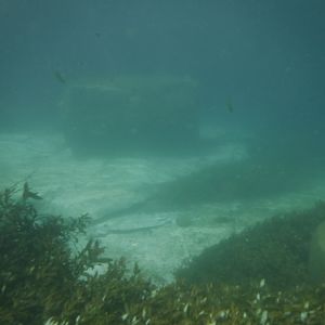 Comal River 02