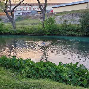 Evening Swim
