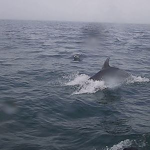 Lotsa dolphins (video)