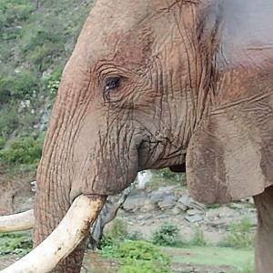 Elephant walk (video)
