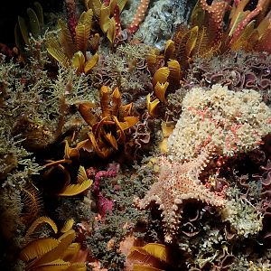 reefscape