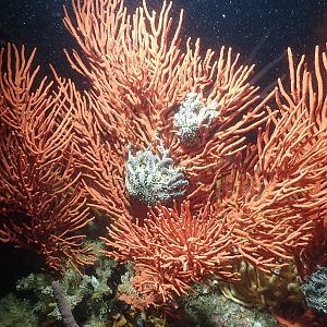 basket stars snoozing