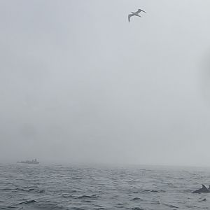 shrouded in fog