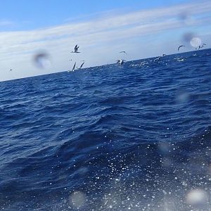 Gannets ganneting